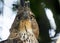 Beautiful cute hawk bird portrait shot