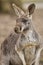 Beautiful and cute kangaroo in the dry habitat