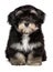 Beautiful cute little havanese puppy is sitting frontal