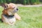 Beautiful cute little red dog chihuahua lies on a green lawn close up