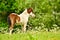 A beautiful cute little skewbald foal of an icelandic horse  standing and looking with