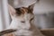 Beautiful cute little white-red cat closeup