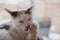 Beautiful cute little white-red cat closeup