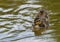 Beautiful and cute Mallard ducklings Anas platyrhynchos, Anatidae in waters of a lake