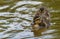 Beautiful and cute Mallard ducklings Anas platyrhynchos, Anatidae in waters of a lake