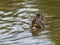 Beautiful and cute Mallard ducklings Anas platyrhynchos, Anatidae in waters of a lake