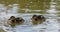 Beautiful and cute Mallard ducklings Anas platyrhynchos, Anatidae in waters of a lake