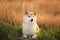 Beautiful and cute Red Shiba inu dog lying in the field in summer at sunset