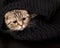 Beautiful, cute Scottish Fold cat sits wrapped in a black knitted scarf and anxiously looking to the side
