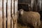 Beautiful and cute sheep inside the farm eat hay.