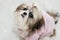 Beautiful cute shih tzu puppy in pink clothes looks up