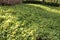 Beautiful, cute small flower and green leaves in the garden.  background, small yellow, green leaf of Arachis pintoi