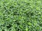 Beautiful, cute small flower and green leaves in the garden. background, small yellow, green leaf of Arachis pintoi, Pinto peanut