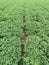 Beautiful, cute small flower and green leaves in the garden. background, small yellow, green leaf of Arachis pintoi, Pinto peanut