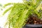 Beautiful or cute of small pot of fern flower plant hang in the garden park decoration of house or home.