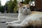 Beautiful cute stray cat lying down on the floor.close-up