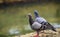 Beautiful cute street pigeon pair standing near a water stream in the background. Bright yellowish-orange eyes, close-up birds