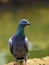 Beautiful cute street pigeon pair standing near a water stream in the background. Bright yellowish-orange eyes, close-up birds