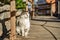 Beautiful cute taking sun bath at street of old town