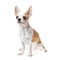 Beautiful and cute white and brown mexican chihuahua dog over isolated background