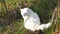 Beautiful cute white fluffy domestic cat angora sitting on green fresh grass in garden, backyard and licking its fur