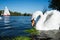 Beautiful cute white grace swan on the Alster lake on a sunny day. White pleasure sail boat in background. Hamburg