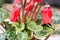 Beautiful cyclamen bud, cyclamen flowers in pot