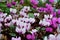 Beautiful cyclamen flowers growing in the Royal Botanical Garden of Edinburgh