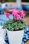 Beautiful cyclamen plant