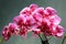 Beautiful cymbidium orchid