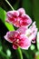 Beautiful cymbidium orchid