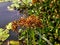 Beautiful cyperus scariosus grass plant image india