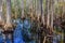 Beautiful cypress trees reflect in water of the Everglades