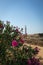 Beautiful Cyprus flowers and Paphos lighthouse in the background