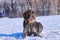 A beautiful czech dog named Cesky fousek relaxing on the snow and waiting for some actions on meadow. A hunting dog in real