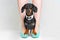 A beautiful dachshund, black and tan, in a bow tie, stands on the owner high heels shoes on a white background