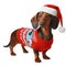 A beautiful dachshund with Christmas clothes on white background with png file with transparent background attached