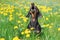 Beautiful dachshund dog, black and tan, having fun, barking loudly, lifting his head up, on a meadow of dandelions and green grass