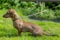 Beautiful dachshund sitting on the green grass