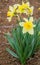 Beautiful daffodil