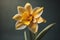 Beautiful daffodil flower on dark background, closeup. generative ai