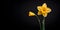 beautiful daffodil flower macro blank space, ai generative