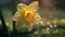 Beautiful daffodil flower in nature in morning outdoors 1690448440274 3