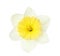 Beautiful daffodil. Fresh spring flower