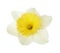 Beautiful daffodil. Fresh spring flower