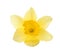 Beautiful daffodil on white. Fresh spring flower