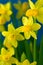 Beautiful Daffodils