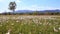 Beautiful daffodils field on mountain meadow. Flower field mountains