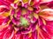 Beautiful Dahlia Bloom Close Up