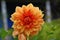 Beautiful dahlia in coral and orange color. Vibrant colored petals. Dark and greenish diffuse background